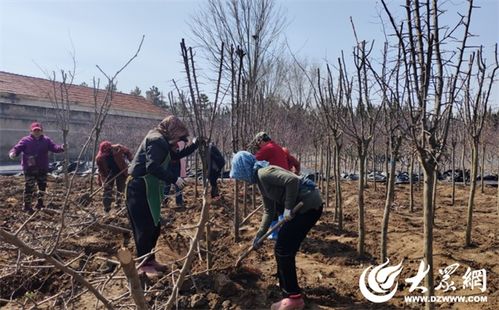 煙臺園林 引進新品種苗木，筑就生態宜居城市新畫卷